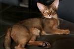 巴舒亚伊的爱猫出车祸需手术,球员社媒发文寻求另一只猫献血